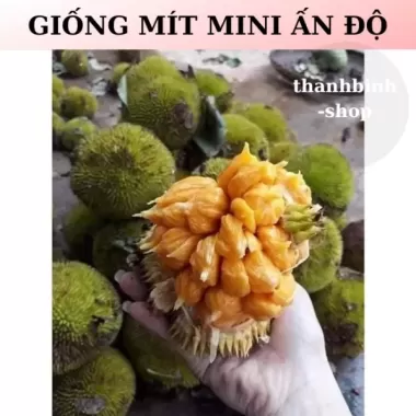 CÂY MÍT MINI ẤN ĐỘ SIÊU TRÁI -CÂY GỬI ĐI HÌNH CUỐI