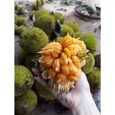 CÂY MÍT MINI ẤN ĐỘ SIÊU TRÁI -CÂY GỬI ĐI HÌNH CUỐI CÂY MÍT MINI ẤN ĐỘ SIÊU TRÁI -CÂY GỬI ĐI HÌNH CUỐI