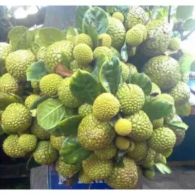 CÂY MÍT MINI ẤN ĐỘ SIÊU TRÁI -CÂY GỬI ĐI HÌNH CUỐI 2 CÂY MÍT MINI ẤN ĐỘ SIÊU TRÁI -CÂY GỬI ĐI HÌNH CUỐI 2