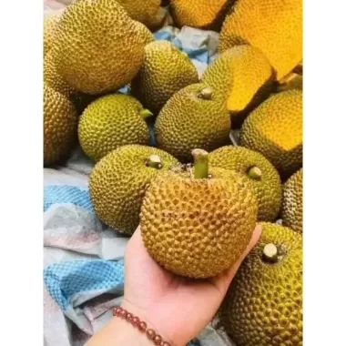CÂY MÍT MINI ẤN ĐỘ SIÊU TRÁI -CÂY GỬI ĐI HÌNH CUỐI 3 CÂY MÍT MINI ẤN ĐỘ SIÊU TRÁI -CÂY GỬI ĐI HÌNH CUỐI 3