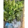 CÂY MÍT MINI ẤN ĐỘ SIÊU TRÁI -CÂY GỬI ĐI HÌNH CUỐI 5