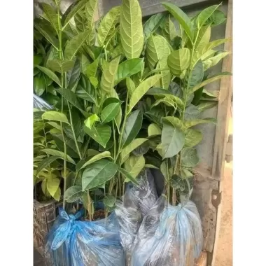 CÂY MÍT MINI ẤN ĐỘ SIÊU TRÁI -CÂY GỬI ĐI HÌNH CUỐI 5 CÂY MÍT MINI ẤN ĐỘ SIÊU TRÁI -CÂY GỬI ĐI HÌNH CUỐI 5