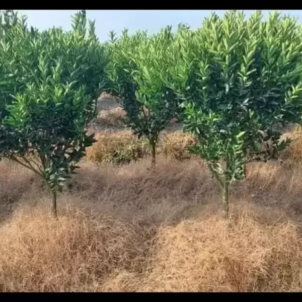 Hình ảnh sản phẩm [VUA DIỆT CỎ GIÀ] Thuốc Diệt Cỏ Glyphosate gói80g Diệt Sạch Các Loại Cỏ