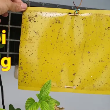 Bẫy dính côn trùng Flytrap vàng chanh 20x25cm dẫn dụ tốt giá rẻ 3