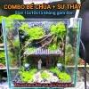 Bể Cá Mini Betta Độc Lạ - Setup Sẵn, Thả Cá Ngay - Giá Chỉ 57k! 4