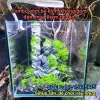 Bể Cá Mini Betta Độc Lạ - Setup Sẵn, Thả Cá Ngay - Giá Chỉ 57k! 5