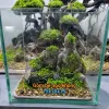 Bể Cá Mini Betta Độc Lạ - Setup Sẵn, Thả Cá Ngay - Giá Chỉ 57k! 6