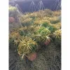 Cây Lọc Không Khí Kim Yến Tóc Tiên Quả Dừa Thái Lan Hoa Đỏ - Giảm 21% chỉ 25.000đ/cây 4