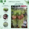 Cây Lọc Không Khí Kim Yến Tóc Tiên Quả Dừa Thái Lan Hoa Đỏ - Giảm 21% chỉ 25.000đ/cây 5