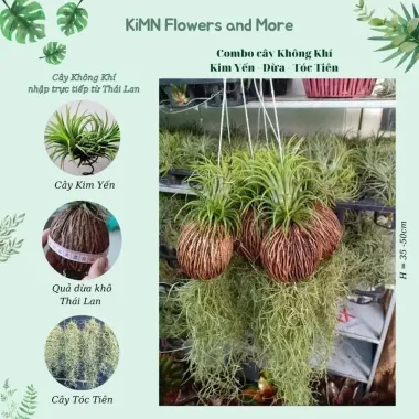 Cây Lọc Không Khí Kim Yến Tóc Tiên Quả Dừa Thái Lan Hoa Đỏ - Giảm 21% chỉ 25.000đ/cây 5