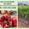 Cây lựu đỏ Ấn Độ nhập khẩu - Cây ăn trái chất lượng cao giá 119k 1