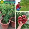 Cây lựu đỏ Ấn Độ nhập khẩu - Cây ăn trái chất lượng cao giá 119k 4