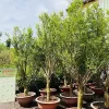 Cây lựu đỏ Ấn Độ nhập khẩu - Cây ăn trái chất lượng cao giá 119k 6