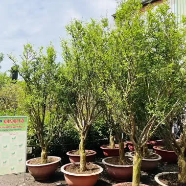 Cây lựu đỏ Ấn Độ nhập khẩu - Cây ăn trái chất lượng cao giá 119k