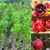 Cây Lựu Peru Đỏ To 500-700gr Giá Rẻ - Cây Ghép Sớm Bảo Hành 1