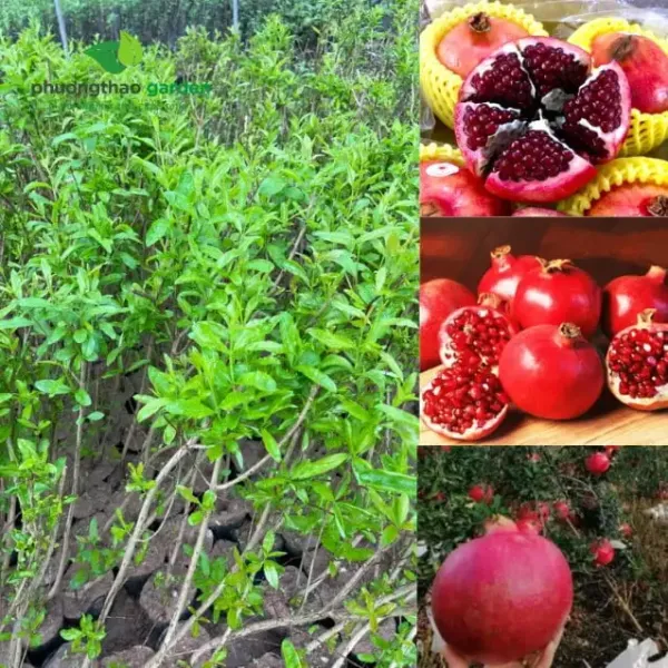 Kinh nghiệm mua Cây Lựu Peru Đỏ To giá rẻ và tận hưởng bảo hành nhanh trên marketplace