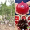 Cây Lựu Peru Đỏ To 500-700gr Giá Rẻ - Cây Ghép Sớm Bảo Hành