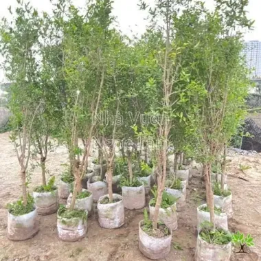 Cây Lựu Peru Đỏ To 500-700gr Giá Rẻ - Cây Ghép Sớm Bảo Hành 4