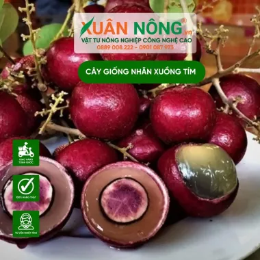 Cây Nhãn Tím Quả To Siêu Đẹp Giá Rẻ - Cây Khỏe Mạnh Không Sâu Bệnh 3