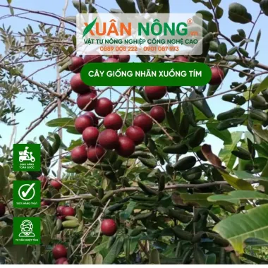 Cây Nhãn Tím Quả To Siêu Đẹp Giá Rẻ - Cây Khỏe Mạnh Không Sâu Bệnh 4