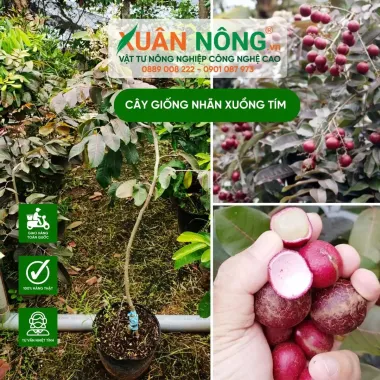 Cây Nhãn Tím Quả To Siêu Đẹp Giá Rẻ - Cây Khỏe Mạnh Không Sâu Bệnh 5