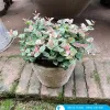 Chậu Cây Thằn Lằn Cẩm Thạch Leo Tường Giá Rẻ 35k - Cây Cảnh Hoa Đẹp 1