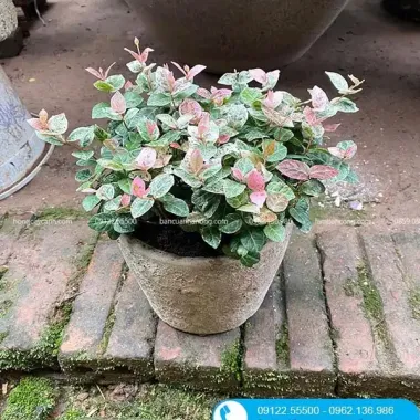 Chậu Cây Thằn Lằn Cẩm Thạch Leo Tường Giá Rẻ 35k - Cây Cảnh Hoa Đẹp 1