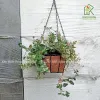 Chậu Cây Thằn Lằn Cẩm Thạch Leo Tường Giá Rẻ 35k - Cây Cảnh Hoa Đẹp