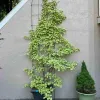 Chậu Cây Thằn Lằn Cẩm Thạch Leo Tường Giá Rẻ 35k - Cây Cảnh Hoa Đẹp 4