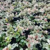 Chậu Cây Thằn Lằn Cẩm Thạch Leo Tường Giá Rẻ 35k - Cây Cảnh Hoa Đẹp 5