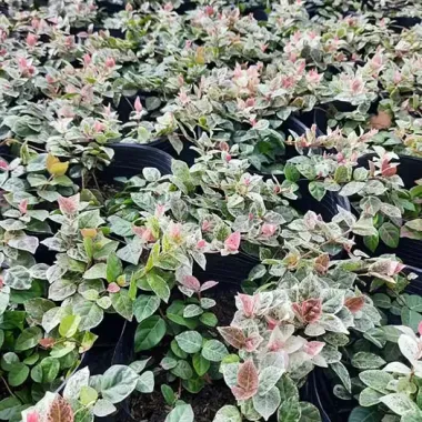 Chậu Cây Thằn Lằn Cẩm Thạch Leo Tường Giá Rẻ 35k - Cây Cảnh Hoa Đẹp 5