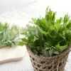 ĐAI GỐI NGẢI CỨU NÂU &amp; ĐAI GỐI NGẢI XANH CON HƯƠU -Đai Chườm Giảm Đau Khớp Gối - Túi Chườm Khớp Gối 5