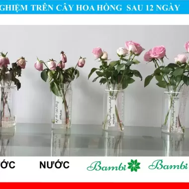 Gói dưỡng hoa tươi lâu Bambi hana, gói dưỡng hoa lâu tàn cho hoa cắm bình 3