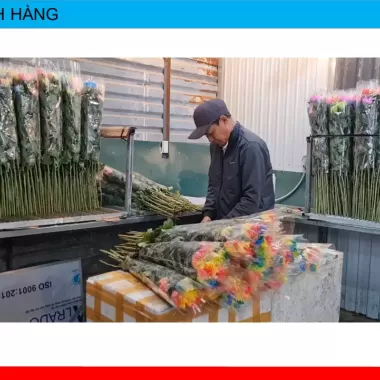 Gói dưỡng hoa tươi lâu Bambi hana, gói dưỡng hoa lâu tàn cho hoa cắm bình 6
