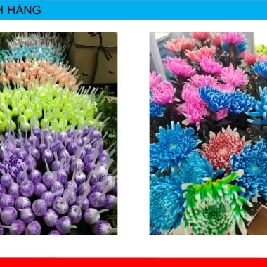 Gói dưỡng hoa tươi lâu Bambi hana, gói dưỡng hoa lâu tàn cho hoa cắm bình 9