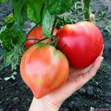 Hạt Giống Cà Chua Roma Dài Ngọt Cao Sản - 30 Hạt Giá Tốt 5 Hạt Giống Cà Chua Roma Dài Ngọt Cao Sản - 30 Hạt Giá Tốt 5