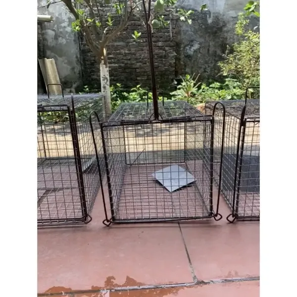 Trải nghiệm thực tế: Sử dụng lồng bẫy đa năng 30x50cm để kiểm soát mèo hoang và thú nhỏ tại nhà