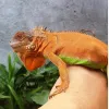 Lồng Chim Rồng Nam Mỹ Chuột Hamster Giá Cực Sốc - Giảm 37% Chỉ Còn 290.000đ 4