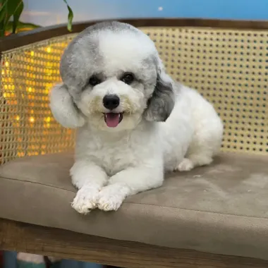Phụ Kiện Trang Trí Tiểu Cảnh Chó Corgy Husky Đeo Nơ Cute - Giá Rẻ 10900đ 4 Phụ Kiện Trang Trí Tiểu Cảnh Chó Corgy Husky Đeo Nơ Cute - Giá Rẻ 10900đ 4