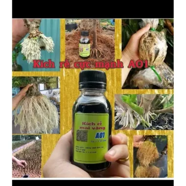 Sắp Đế A01 Siêu Kích Rễ Chính Hãng - Khuyến Mãi 110000 VND 1 Sắp Đế A01 Siêu Kích Rễ Chính Hãng - Khuyến Mãi 110000 VND 1