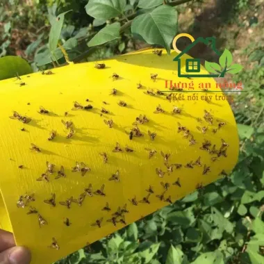 Tấm Bẫy Ruồi Vàng Siêu Dính - Diệt Côn Trùng, Rầy, Rệp Giá Rẻ 58k 3 Tấm Bẫy Ruồi Vàng Siêu Dính - Diệt Côn Trùng, Rầy, Rệp Giá Rẻ 58k 3