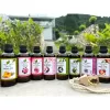 Tinh dầu SẢ CHANH,QUẾ, BẠC HÀ .... nguyên chất thơm phòng, thư giãn : 50ml-100ml (Tặng vỏ lọ treo xe) 3