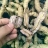 Ba Kích Tím Tươi Nguyên Củ Quảng Ninh Loại 1 Giảm Giá Chỉ 194.000đ/Kg - Mua Ngay