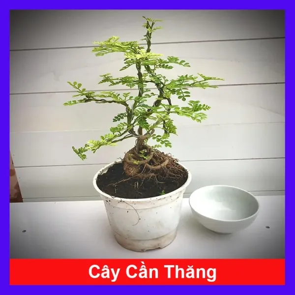 Hình ảnh sản phẩm Cây Cần Thăng Bonsai Mini Giá Rẻ - Cây Cảnh Trang Trí Đẹp Chỉ 35000 Vnđ