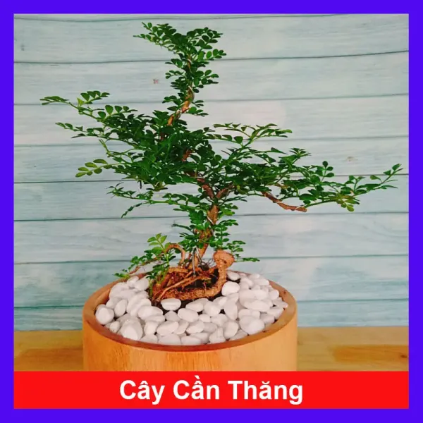 Cách chăm sóc cây cần thăng bonsai mini giá rẻ để giữ lâu xanh mướt