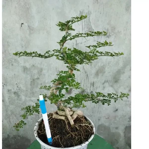 Ý tưởng sáng tạo để trang trí không gian ngoài trời với cây cần thăng bonsai mini giá rẻ