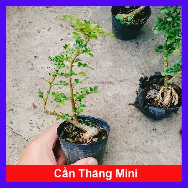 Hình ảnh sản phẩm Cây Cần Thăng Bonsai Mini Giá Rẻ - Cây Cảnh Trang Trí Đẹp Chỉ 35000 Vnđ