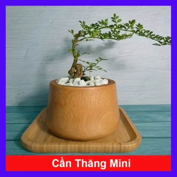 Hình ảnh sản phẩm Cây Cần Thăng Bonsai Mini Giá Rẻ - Cây Cảnh Trang Trí Đẹp Chỉ 35000 Vnđ