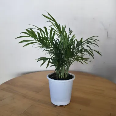 Cây Cau Tiểu Trâm Mini Để Bàn - Trang Trí Tiểu Cảnh Phong Thủy Giá Rẻ 33000đ 1 Cây Cau Tiểu Trâm Mini Để Bàn - Trang Trí Tiểu Cảnh Phong Thủy Giá Rẻ 33000đ 1