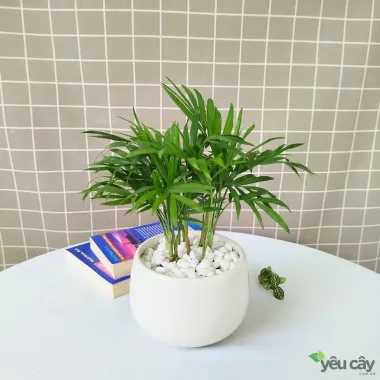 Cây Cau Tiểu Trâm Mini Để Bàn - Trang Trí Tiểu Cảnh Phong Thủy Giá Rẻ 33000đ 3 Cây Cau Tiểu Trâm Mini Để Bàn - Trang Trí Tiểu Cảnh Phong Thủy Giá Rẻ 33000đ 3